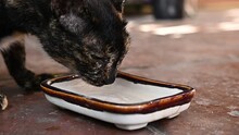 Footage Video Of Domestic Cat Drinking Water From Ceramic Plate.