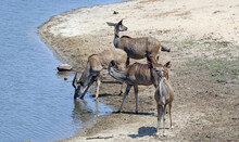 Group Of Kudo At The Side Of A Waterhole, South Africa
