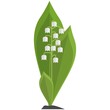 Lily of the valley vector flower illustration isolated on white