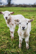 Two Baby Lambs In The Field