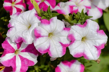 Wall Mural - pink and white petunia flowers in garden