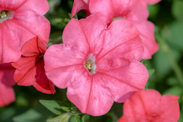 Wall Mural - pink petunia flowers in garden