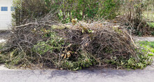 Pile Of Spring Pruning Limbs And Branches.