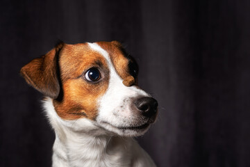 Wall Mural - Jack Russell Terrier at studio