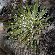 Close Up Of A Cactus Growing From A Dead Tree