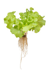 Salad vegetable isolated on white background. Fresh organic vegetable. Save with clipping path.