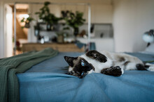 Amazing Cat With Blue Eyes Relaxing On Bed
