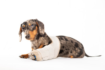 Chiot teckel avec une patte cassée sur un fond blanc