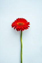 Minimalist Banner With A Red Gerbera Flower On A Blue Background