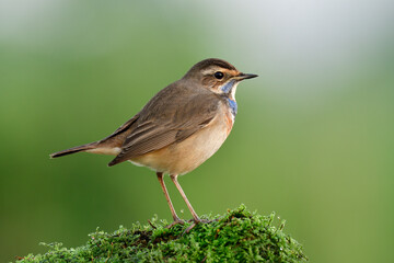 Wall Mural - Small brown bird with blue marks on its chest chilling expose mossy grass bush again coming sunrise