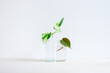 © Gillian Vann/Stocksy - plant propagating