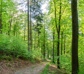  Mixed forest in spring in the morning. The sun illuminates the lush green leaves. A forest track leads downhill, Germany