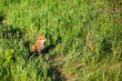 © absphotography/Stocksy - Cute baby red fox sitting in a vibrant green field on a warm sunny day.