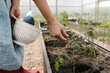 © Alina Hvostikova/Stocksy - Crop female picking herb in hothouse