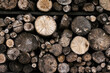 © Alina Hvostikova/Stocksy - Stack of dry logs on shelves