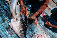 Butchering A Yellowfin Tuna, Maldives.