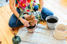 Woman Transplanting Green Plant In Pot