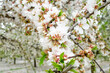 © Imagen Punto de Luz - Árboles de flor de almendro en primavera