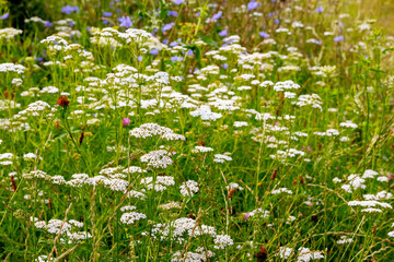 Sticker - Summer background with wild flowers among the greenery