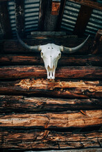 A Bull/cow Skull On A Wooden Background