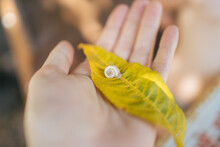 Little Snail On Yellow Leaf