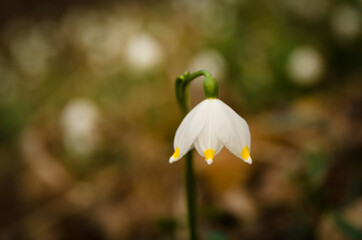 A  single blossom of beautiful white blooming spring snowflakes, wild in a forest