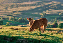 Cows Grazing At Sunset. Hawes, Wensleydale, Yorkshire, UK.