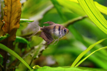 Wall Mural - Tetra fish in an aquarium on a green background (Gymnocorymbus ternetzi)