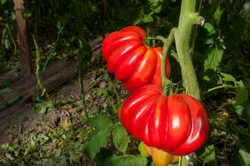 delicious and red tomatoes natural