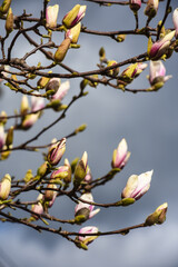 Canvas Print - Plante arbre lilas fleur printemps