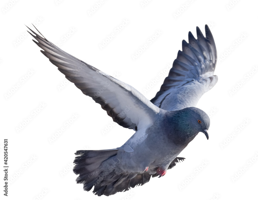 isolated on white dark grey pigeon in flight - obrazy, fototapety, plakaty 