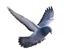 Isolated On White Dark Grey Pigeon In Flight