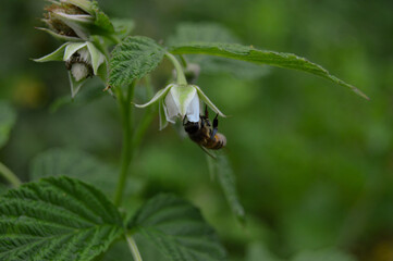 bee on raspberry flower
