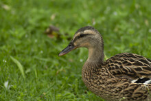 Closeup Of A Cute Mallard Duck On Green Grass