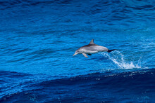 Dolphin Leap