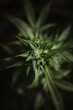 © Vera Lair/Stocksy - Marijuana Plant