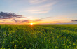 © unite images/Stocksy - rapeseed field at sunset