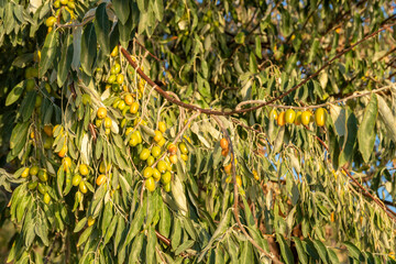 Selective focus on silver berries hanging on a tree with leaves. Natural sky and tree background with shallow depth of field