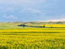 Landscape With Rapeseed Field In Summer