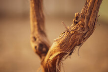 Dry Brown Trunk Of A Vine Growing In A Sunny Garden