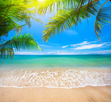 Fototapete - Green leaves of  Palm tree and tropical beach