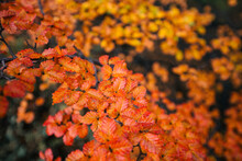 Bright Red And Orange Leaves