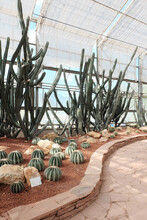 Giant Cactus In Queen Sirikit Botabic Garden