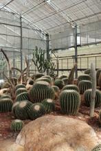 Giant Cactus In Queen Sirikit Botabic Garden