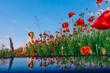 girl in a field with poppies and her reflection in the mirror. s