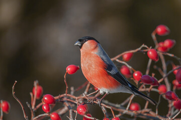 Wall Mural - Bullfinch, Pyrrhula pyrrhula, on a dog-rose branch