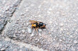 © Pansfun Images/Stocksy - dead wasp on ground