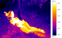 Thermogram, Thermal Heat Photo Of Naked Nude Human Form Reclining In Environment