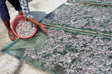 Men Sorting Fish For Drying In Fishing Village