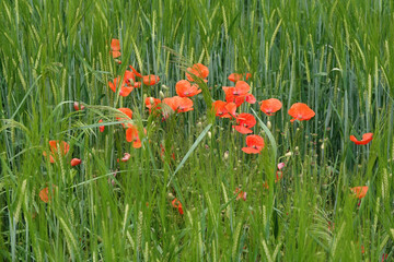 Poster - Klatschmohn im Getreidefeld